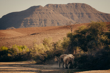 Wüstenelefanten (Loxodonta africana) graben im Licht der späten Nachmittagssonne  in einem ausgetrockneten Flussbett nach Wasser, Purros, Kaokoveld, Namibia