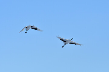Fototapeta na wymiar Bird watching, red-crowned crane, in winter