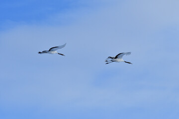 Bird watching, red-crowned crane, in
 winter