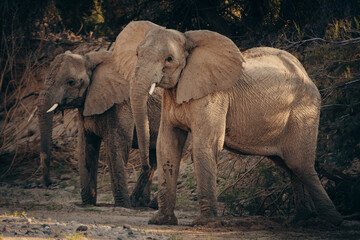 Fototapeta premium Wüstenelefanten (Loxodonta africana) stehen im Licht der späten Nachmittagssonne in einem ausgetrockneten Flussbett, Purros, Kaokoveld, Namibia