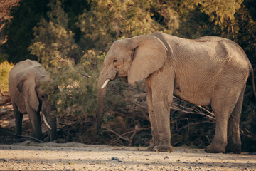 Fototapeta premium Wüstenelefanten (Loxodonta africana) graben im Licht der späten Nachmittagssonne in einem ausgetrockneten Flussbett nach Wasser, Purros, Kaokoveld, Namibia