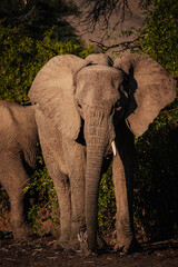 Tierportrait - Junger Wüstenelefant (Loxodonta africana) unter einem Baum in der Abendsonne in einem ausgetrockneten Flussbett im Kaokoveld, Namibia