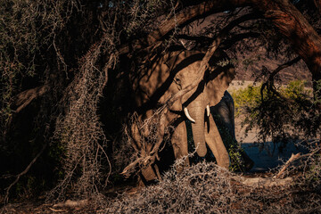 Wüstenelefant (Loxodonta africana) unter einem Baum versteckt in der Abendsonne in einem ausgetrockneten Flussbett im Kaokoveld, Namibia