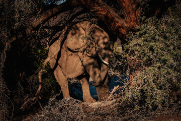 Wüstenelefant (Loxodonta africana) unter einem Baum versteckt in der Abendsonne in einem ausgetrockneten Flussbett im Kaokoveld, Namibia