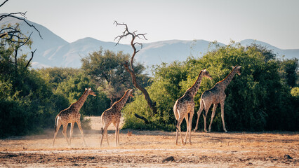 Fototapeta na wymiar Ein Gruppe Giraffen (Giraffa giraffa) läuft durch ein ausgetrocknetes Flussbett im Kaokoveld in der Nähe von Purros, Kunene, Namibia