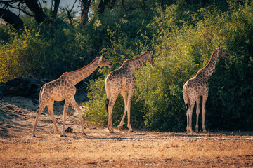 Naklejka na ściany i meble Drei Giraffen (Giraffa giraffa) stehen am Rande eines ausgetrockneten Flussbetts, um von grünem Buschwerk zu fressen, Kaokoveld, Kunene, Namibia