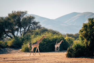Zwei Giraffen (Giraffa giraffa) laufen durch ein ausgetrocknetes Flussbett im Kaokoveld in der Nähe von Purros, Kunene, Namibia