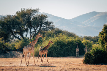 Ein Gruppe Giraffen (Giraffa giraffa) läuft durch ein ausgetrocknetes Flussbett im Kaokoveld in der Nähe von Purros, Kunene, Namibia