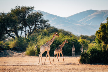 Ein Gruppe Giraffen (Giraffa giraffa) läuft durch ein ausgetrocknetes Flussbett im Kaokoveld in...