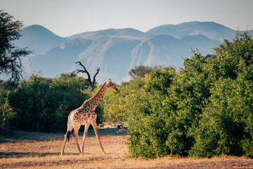 Einzelne Giraffe (Giraffa giraffa) läuft durch ein ausgetrocknetes Flussbett im Kaokoveld in der...