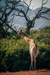 Einzelne Giraffe (Giraffa giraffa) steht am Rande eines ausgetrockneten Flussbetts, um von grünem Buschwerk zu fressen,  Kaokoveld, Kunene, Namibia