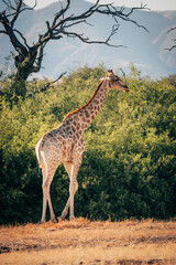 Einzelne Giraffe (Giraffa giraffa) läuft durch ein ausgetrocknetes Flussbett im Kaokoveld in der Nähe von Purros, Kunene, Namibia