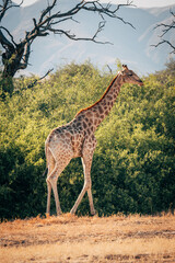 Einzelne Giraffe (Giraffa giraffa) läuft durch ein ausgetrocknetes Flussbett im Kaokoveld in der Nähe von Purros, Kunene, Namibia