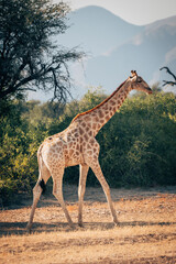 Einzelne Giraffe (Giraffa giraffa) läuft durch ein ausgetrocknetes Flussbett im Kaokoveld in der Nähe von Purros, Kunene, Namibia