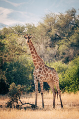 Einzelne Giraffe (Giraffa giraffa) in einem ausgetrockneten Flussbett im Kaokoveld in der Nähe von Purros, Kunene, Namibia