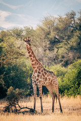 Einzelne Giraffe (Giraffa giraffa) in einem ausgetrockneten Flussbett im Kaokoveld in der Nähe von...