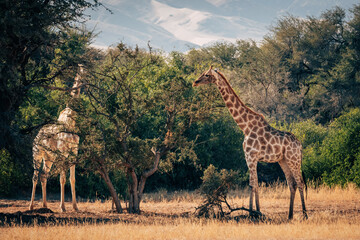 Giraffen (Giraffa giraffa) in einem ausgetrockneten Flussbett im Kaokoveld in der Nähe von Purros, Kunene, Namibia