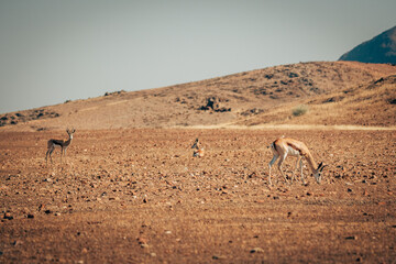 Eine Gruppe Springb&ouml;cke (Antidorcas) grast auf der kargen Baum-leeren Ebene im Bergland des Kaokovelds, Kunene, Namibia