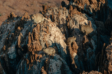 Fototapeta premium Eine Gruppe Klippschliefer (Procavia capensis) sonnt sich auf einem Felsen kurz vor Sonnenuntergang, Kaokoveld, Namibia