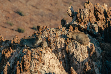 Drei Klippschliefer (Procavia capensis) sonnen sich auf einem Felsen kurz vor Sonnenuntergang, Kaokoveld, Namibia