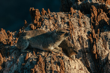 Porträt zweier Klippschliefer (Procavia capensis) auf einem Felsen kurz vor Sonnenuntergang,...