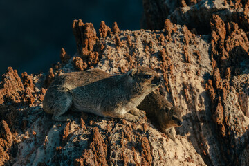 Porträt zweier Klippschliefer (Procavia capensis) auf einem Felsen kurz vor Sonnenuntergang,...