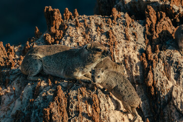 Porträt zweier Klippschliefer (Procavia capensis) auf einem Felsen kurz vor Sonnenuntergang,...