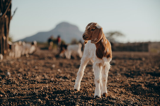 Tierportrait - Kleine Zicklein in einem Himba-Dorf im Kaokoveld, Namibia