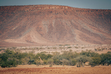 Panoramablick - Giraffen in einem ausgetrockneten Flussbett in der gebirgigen Gerölllandschaft im Kaokoveld, Kunden, Namibia
