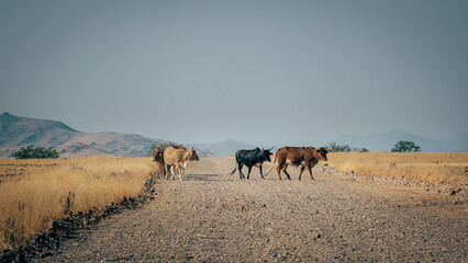 Eine Gruppe Sanga-Rinder überquert eine Straße im Kaokoveld, Namibia