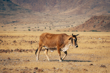 Einzelnes braunes Sanga-Rind läuft durch das trockene Grasland im Kaokoveld, Namibia