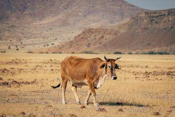 Ein braunes Sanga-Rind läuft durch die Trockensavanne im Kaokoveld, Namibia
