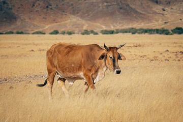 Einzelnes braunes Sanga-Rind läuft durch das trockene Grasland im Kaokoveld, Namibia