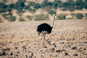 Naklejka premium Männlicher Afrikanischer Strauß (struthio camelus) stolziert über die Trockensavanne, Kaokoveld, Namibia