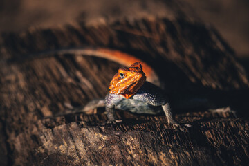 Männliche Siedleragame (Agama agama) sonnt sich auf dem Stamm eines Kameldornbaums im Licht der...
