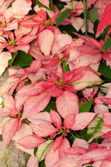 variegated pink poinsettia flowers on display at the conservatory