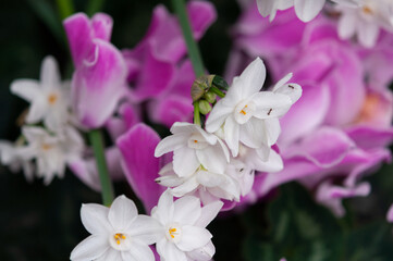 paperwhites (Narcissus papyraceus) and cyclamen 