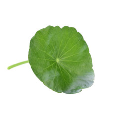 Asiatic Leaf Herb gotu kola, indian pennywort, centella asiatica, tropical herb isolated...