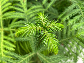 Evergreen coniferous plant Araucaria (lat. Araucaria)
