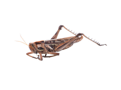 Grasshopper in front of transparent png