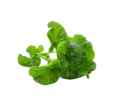 Fresh watercress isolated transparent png