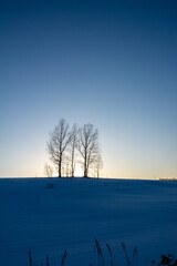 冬の夕暮れの丘に立つ冬木立
