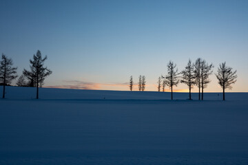 冬の夕暮れの丘に立つカラマツ
