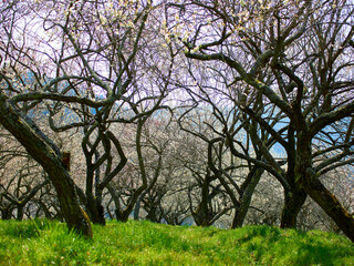 plum blossoms garden in full blooming