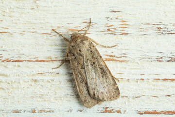 Paradrina clavipalpis moth on white wooden background, top view