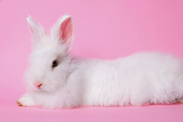 Fluffy white rabbit on pink background. Cute pet