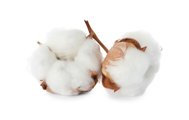 Beautiful fluffy cotton flowers on white background