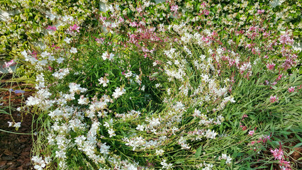 A lot of creeping low bushes with flowers
