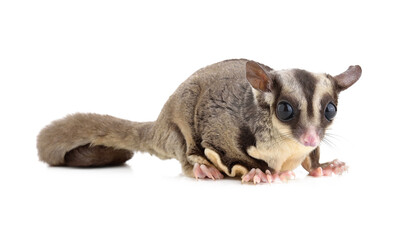 Sugar Glider on transparent png