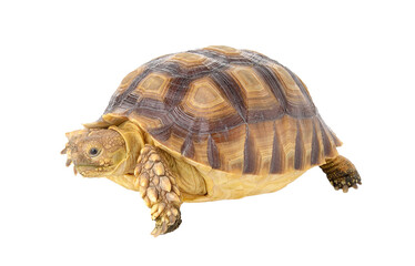 Obraz premium turtle on transparent png